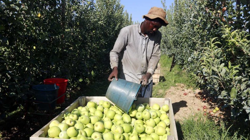 Un treballador aboca una galleda de pomes Golden dins un palot en una finca de l'Horta de Lleida