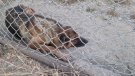 La Policia Local de Tàrrega rescata un gos que presentava greus signes d’abandó dins una finca