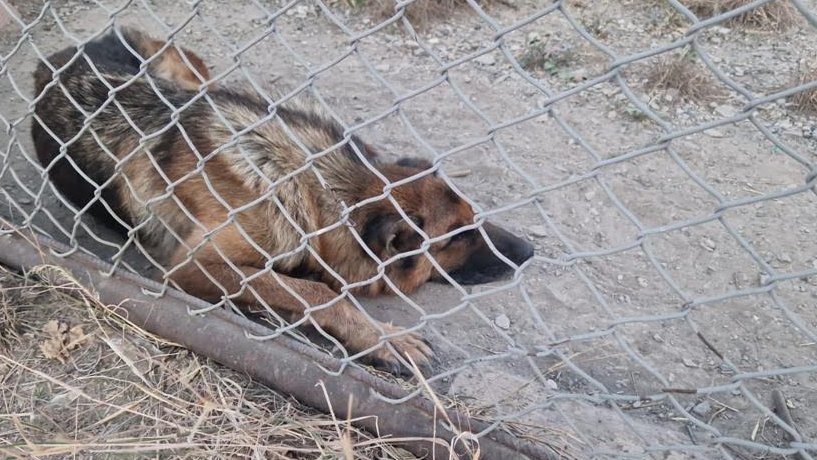 El gos, a la finca d'on va ser rescatat