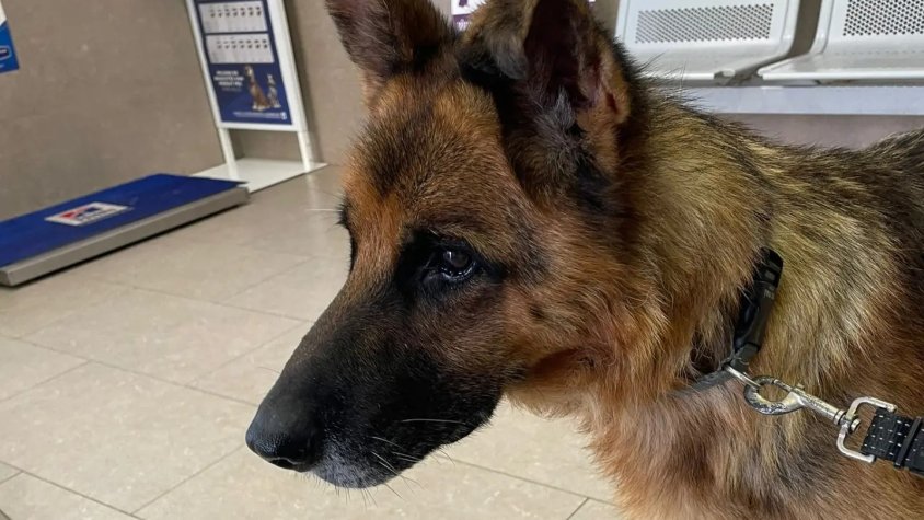 El Loto va ser registrat per la Policia Local d'una finca amb greus signes d’abandó