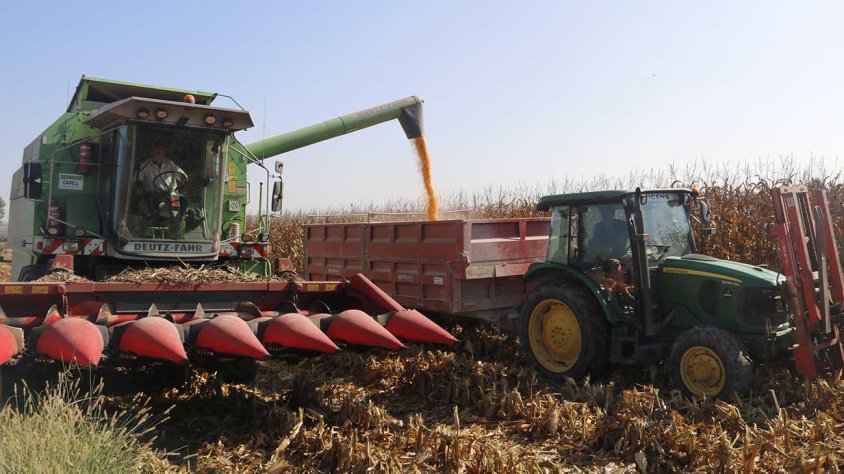 Recol·lecció de panís en una finca de Torregrossa on s'ha pogut regar del canal auxiliar d'Urgell