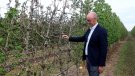 Un assaig de l'IRTA explora diverses estratègies de gestió dels fruiters en situacions de sequera extrema