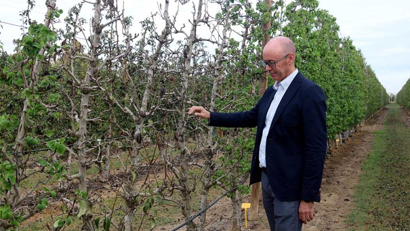 El cap del programa Fructicultura de l’IRTA, el doctor Luis Asín, mostra un arbre pràcticament mort que no s’ha regat en 4 mesos a l’IRTA de Mollerussa