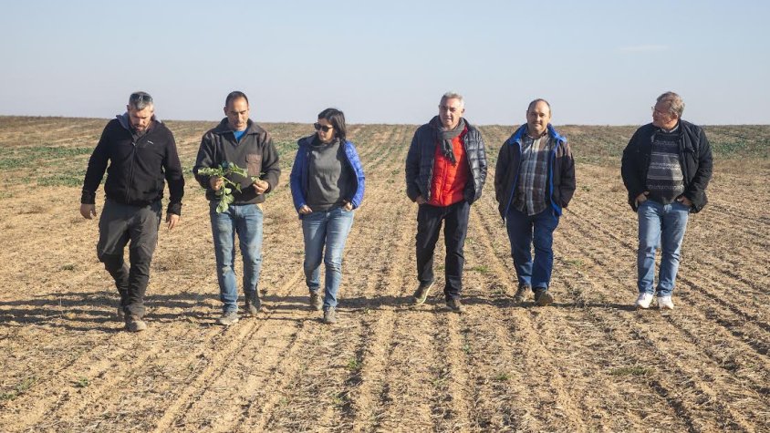 Pagesos en un camp de Preixana on els conills han arrasat una plantació