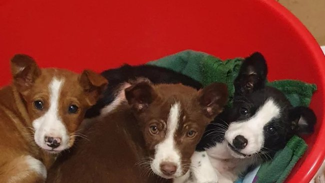 El primer dia d’aquest 2024 van entrar tres cadells