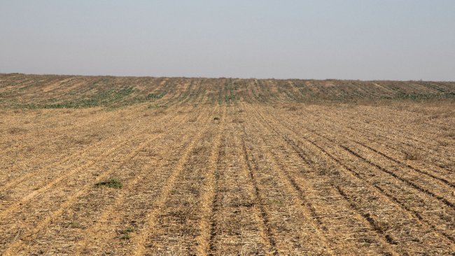 Danys ocasionats per conills en una finca a Preixana
