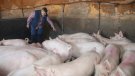 La producció de porcí genera a Lleida uns 370 milions d'euros de beneficis