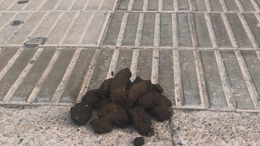 Imatge del cagalló que hi havia davant de l'oficina