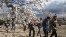 Primeres visites a la floració dels ametllers a l'Urgell