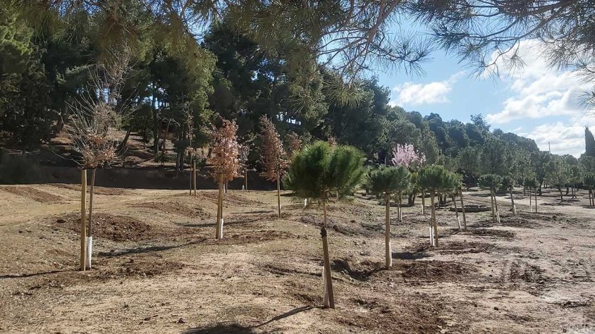 Espai on s'ha portat a terme la plantada d'arbres aquest hivern