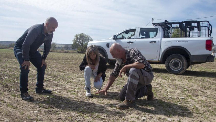 Dolors Vila en un camp de cereal de Tàrrega arrasat pels conills