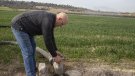 El Segarra-Garrigues obre la campanya de reg a l'espera que la CHE determini el volum d'aigua que rebrà de Rialb