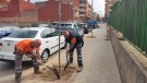 Tàrrega planta un centenar d'arbres als carrers del Canal d’Urgell i Betlem