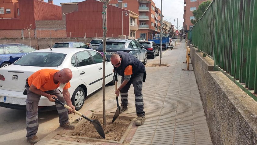 Operaris de la brigada plantant un arbre