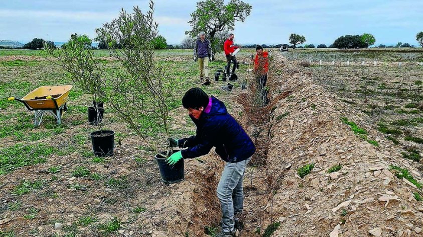 Actualment s'han reforestat 386 metres lineals de marges