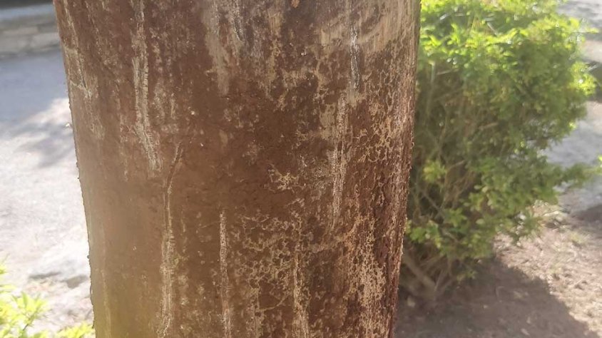 Imatge d'un tronc de pi afectat pels barrinadors
