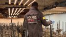 Detenen quatre persones per cultiu de marihuana a les comarques de l'Urgell, el Segrià i la Noguera
