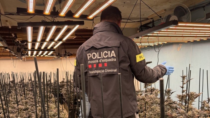 Plantació detectada a Sarroca