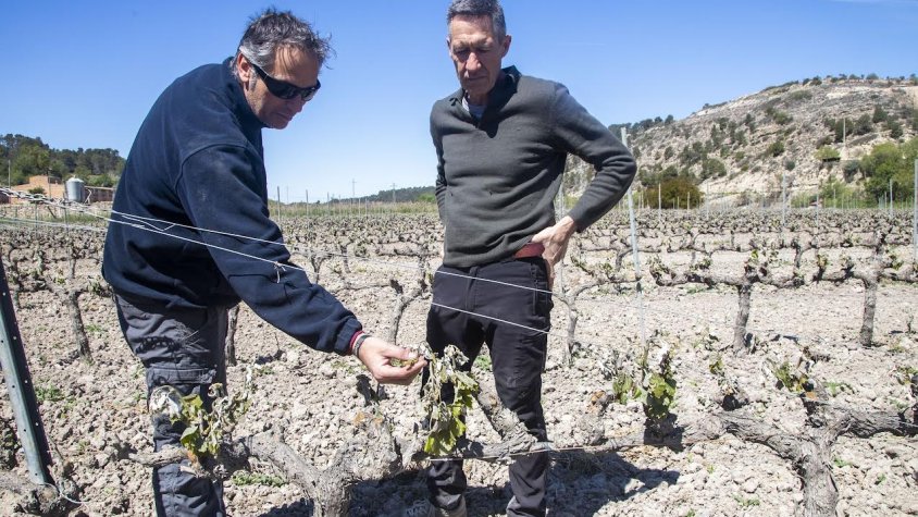 Vinyes completament arrassades a Nalec