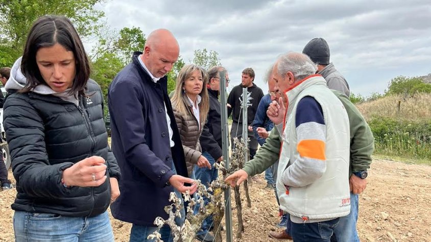 Mascort  a una de les finques arrasades de Guimerà