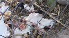 Denuncien l'abandonament d'un gat esquarterat en una colònia felina de Tàrrega