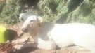 Abandonen un gos lligat en un pal al costat d'una benzinera de l'Urgell