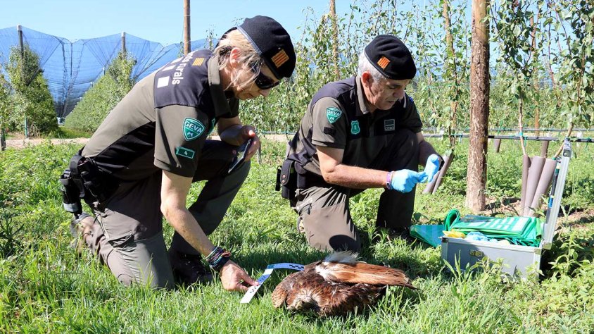 Dos agents rurals es preparen per retirar un exemplar de milà reial mort d'una finca de Ponent