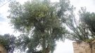 Un gran xop de premi a Bellpuig
