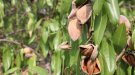 Comença la collita d'ametlla a les comarques de Lleida amb produccions que es preveuen 