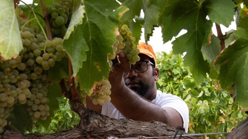 Comença la verema a les finques de la Vall del Corb