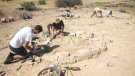 Nova campanya d'excavacions a la necròpolis tumular preibèrica d'Almenara 