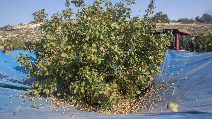 Collita de pistatxos en una finca de Verdú