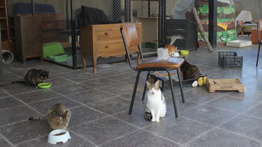 Imatge d'arxiu de la gatera municipal