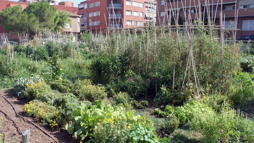 Imatge d'arxiu dels horts urbans