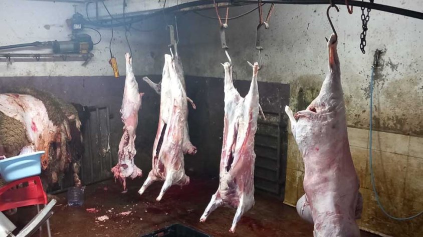Imatge de l'escorxador il·legal amb alguns animals sacrificats