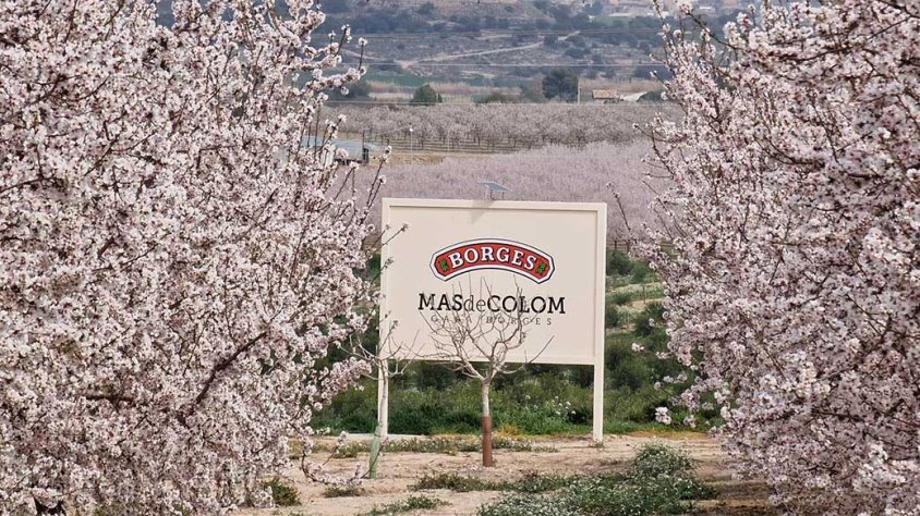 Ametllers florits a Mas de Colom - Casa Borges