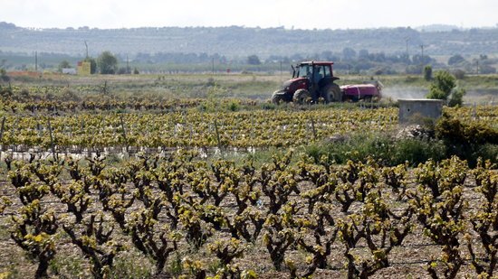 Tàrrega capital del Segarra-Garrigues, un canal amb contradiccions a l'hora de garantir la seva explotació