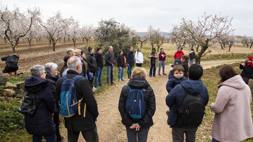 Visita guiada a camps d'ametllers florits a Maldà