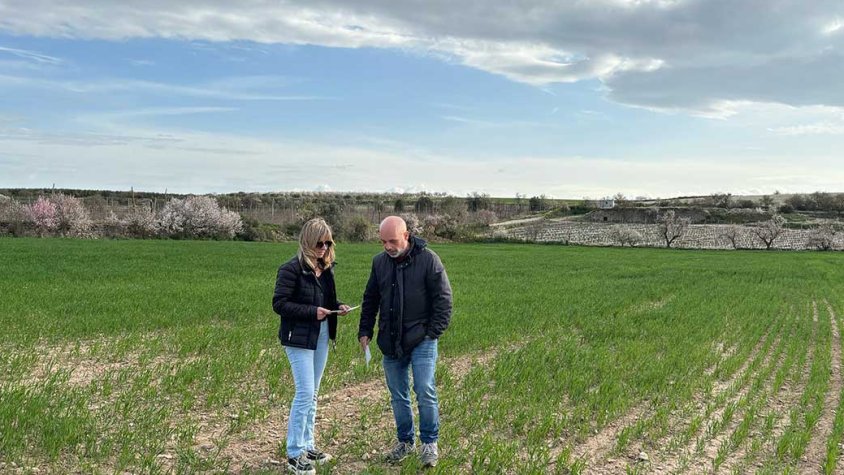 Personal del Departament d'Agricultura en una parcel·la amb danys originats pel conill a la plana de Lleida