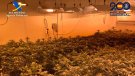 Presó per a sis detinguts acusats de cultivar marihuana en pisos d'un edifici d'Anglesola