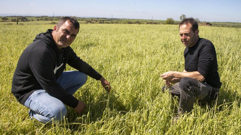 Antoni Gilabert i Salvador Nadal analitzen la situació d’una finca