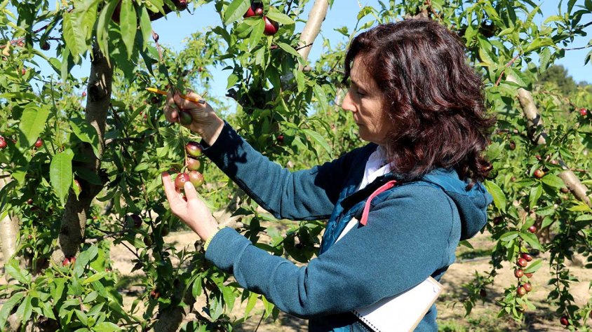 Una perita d'Agroseguro mostra nectarines afectades per la pedregada en una finca de Soses