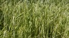 Agroseguro estima en 25 MEUR les indemnitzacions que haurà d'abonar per la pedregada del 19 d'abril a Ponent