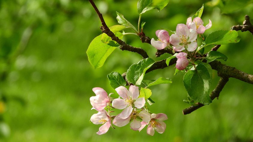 Un arbre fruiter florit