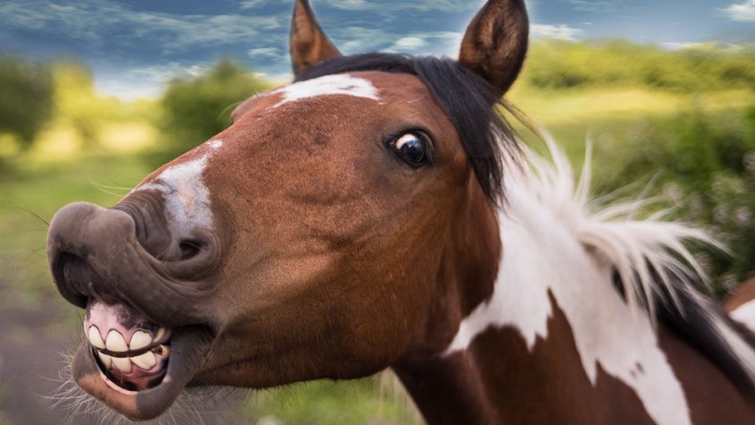 Dotze brossetes, una dotzena de mini-respostes mal con(mp)tades 