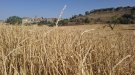 Danys d’entre el 70 i el 100% al cereal en diferents zones de la Segarra per la pedregada de diumenge a la tarda