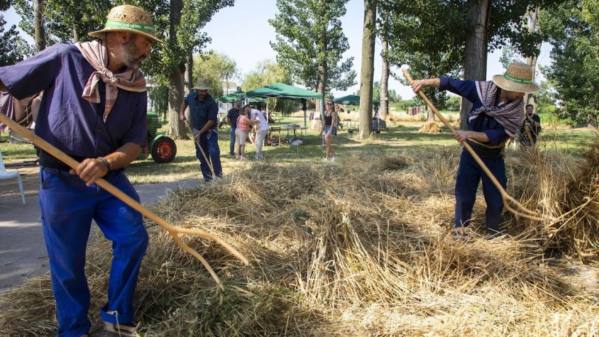 Els segadors separen el gra de la palla amb forca