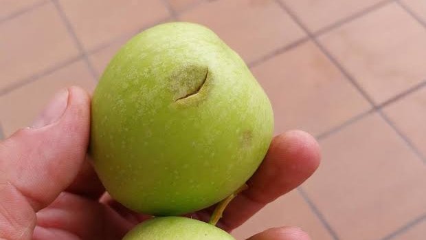 Pomes afectades per la pedra a Tornabous