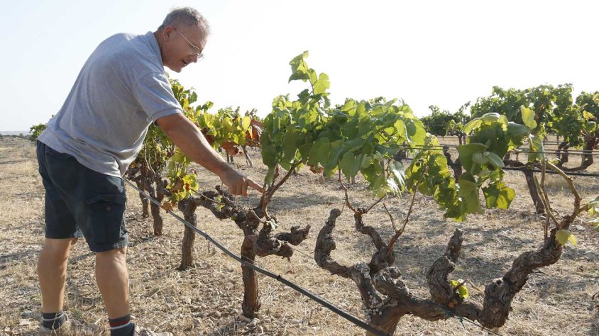 Ramon Boleda mostra vinyes rosegades per conills