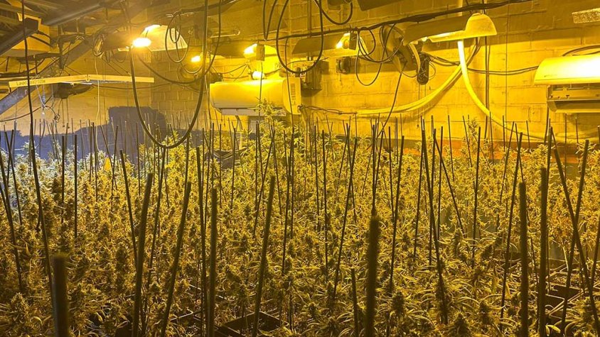 Una de les plantacions